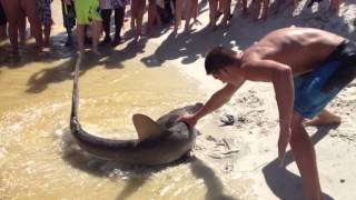 ANIMAUX : Il pêche un requin marteau qui met au monde ses petits sur la plage