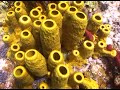 Diving in Saint Lucia Caribbean 2008
