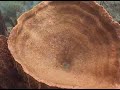Diving in Saint Lucia Caribbean 2008
