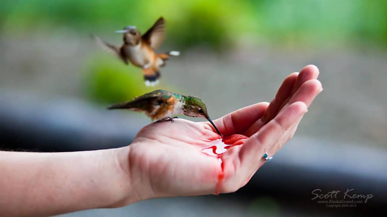 hand feeding hummingbirds youtube hand feeding hummingbirds youtube