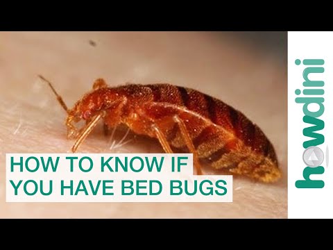 How To Find Bed Bugs - How To Know If You Have Bed Bugs - YouTube