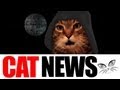 Cat Singing Star Wars, Gibbon Bothers Cat, Colonel Meow Releases Video: Cat News