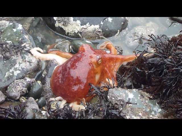 Octopus