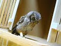 Cute Owl Hunts Invisible Prey