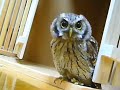Cute Owl Hunts Invisible Prey