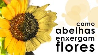 Como abelhas enxergam flores (experiência de química + biologia)