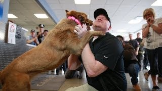 Veteran reunited with bomb-sniffing dog