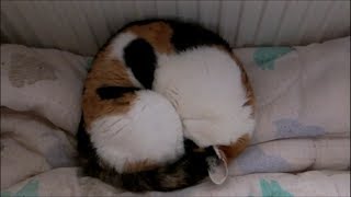 雪道を戻ってきて丸くなる猫