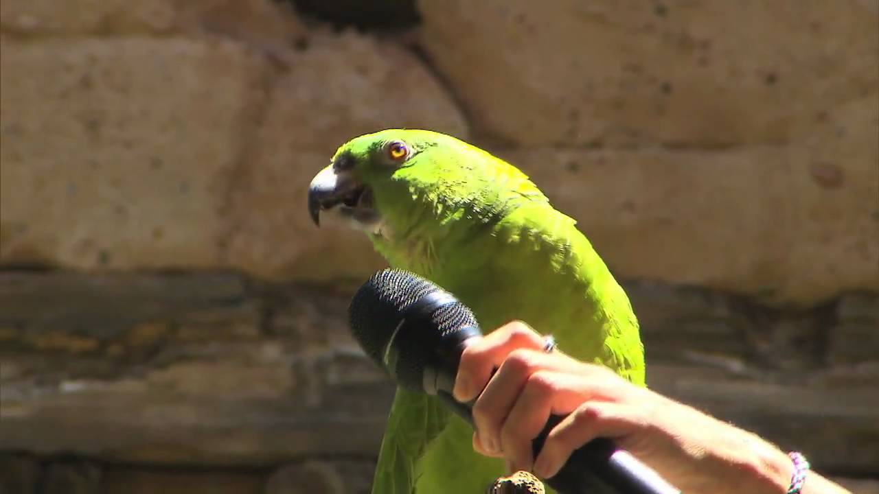 parrot cactus that sings and dances