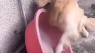 Perro se baña solo