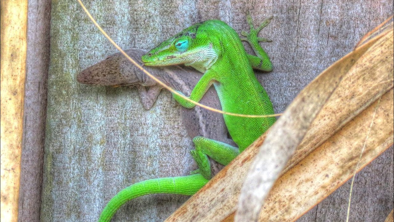 Green Anole Lizards Mating and Change Color YouTube