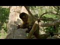 Natural World - Clever Monkeys (Part 6/6)