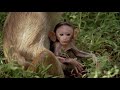 Natural World - Clever Monkeys (Part 6/6)