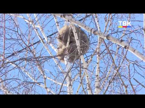 А ведь где-то у него есть теплый дом: в Бердске енот не хочет слезать с верхушки березы
