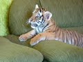 Tiger cub playing with a dog - II (Tigrinho brincando com cão)