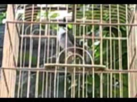 Tieng Hot Chao Mao Hay dang cap nhat NCT 33634347434631562500