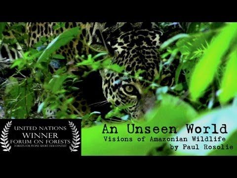 An Unseen World - Amazon Rainforest Wildlife by Paul Rosolie (web version)