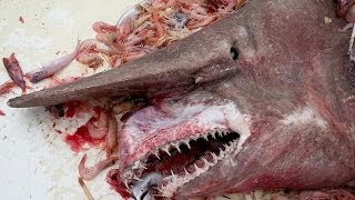 Rare GOBLIN SHARK Accidentally Caught