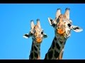 Masai Giraffes Move Into the Santa Barbara Zoo Masai Giraffes Move Into the Santa Barbara Zoo