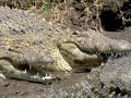 Animal Weapons: Episode 3 - Armed to the Teeth