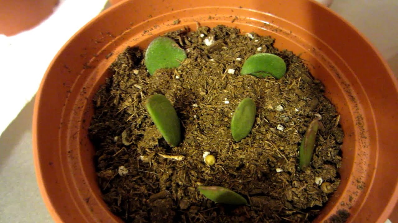 jade plant grow plants propagate care