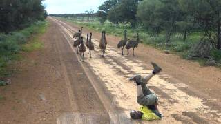 Emu run!!!!.MTS