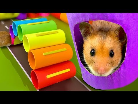 DIY Color Obstacle Course Playground for my little hamster