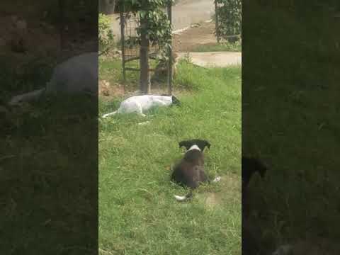 Puppies and money funny playing and fighting 😂😂