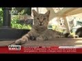 Quel avenir pour les chats errants ? (Lille)