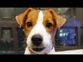 Ultimate Jack Russell Terrier Videos NEW