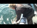 2012 Halibut Fishing Charter in Victoria B.C.