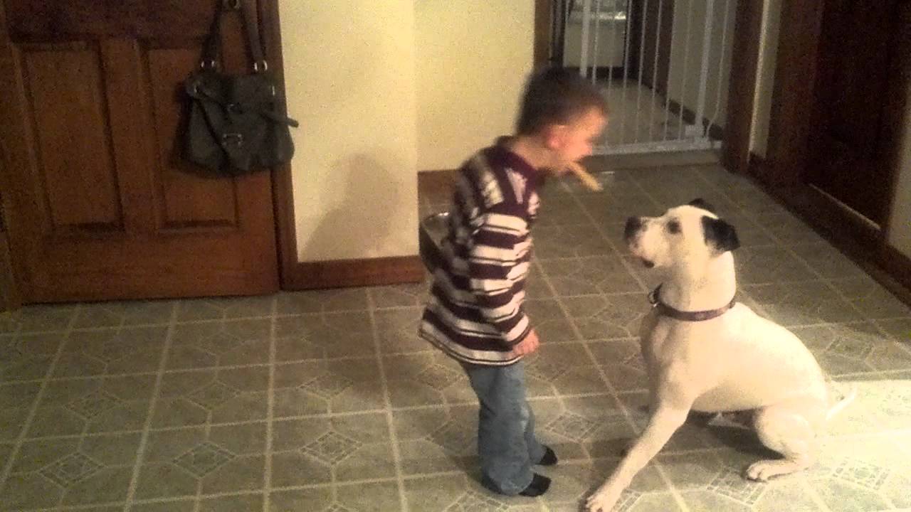 Pit Bull bites kid in face!!!!!!! - YouTube