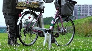 「ナナ」は今日も可愛く鳴いている。【魚くれくれ野良猫】