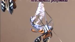 Mechanitis polymnia