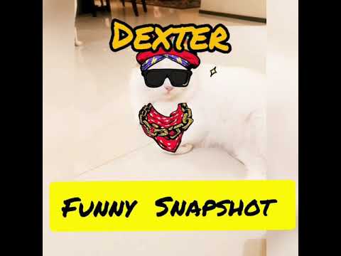 #funny cat video Dexter funny snap shots