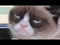 Grumpy Cat goes from meme to the big screen