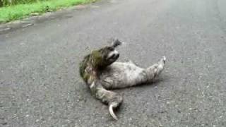 Sloth movie