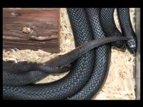 snake breeding - YouTube
