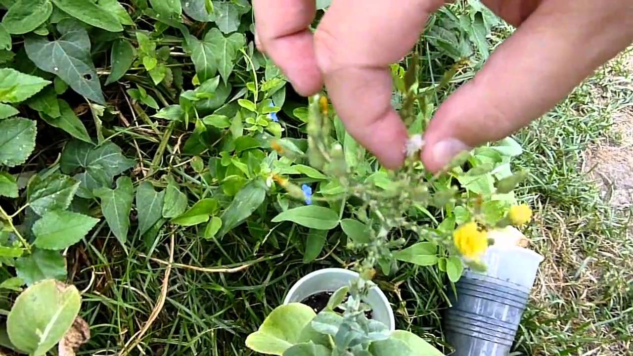 Planting lettuce seeds Idea