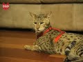 $22,000 Cat