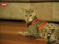 $22,000 Cat