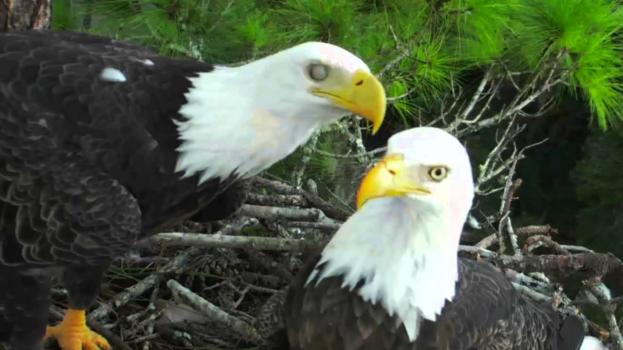 ne florida eagle cam adorable beak kisses 9 18 13 ne florida eagle cam adorable beak kisses 9 18 13