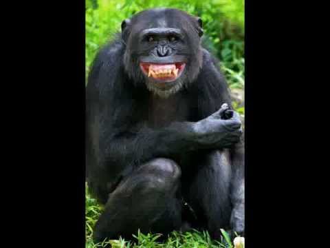 chimpanzee fight chimpanzee fight