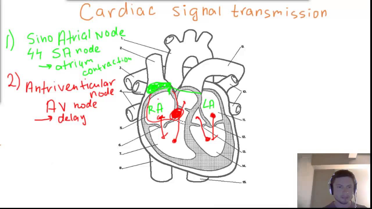 Cardiac (heart) Signal Transmission - SA node, AV node, Bundles of His