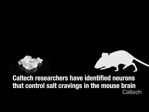 新发现的大脑回路控制对咸味的厌恶