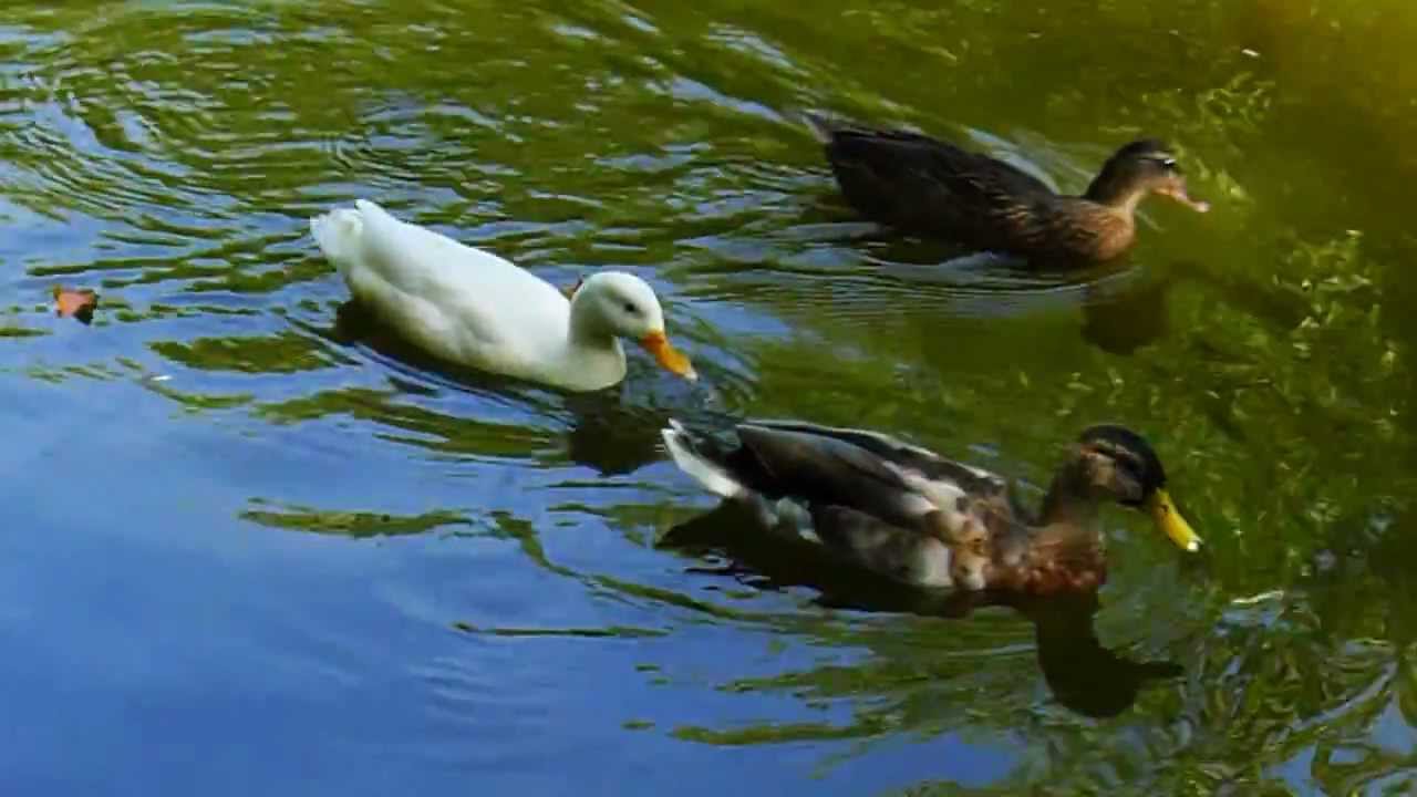 duck find