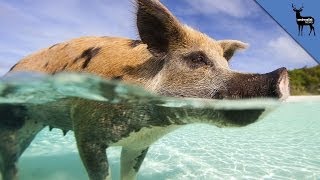 Pigs Can Swim and Surf!