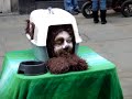 The Dog entertainer Funny hilarious living statue performance in London amazing people ( Humor )