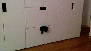 kitten getting out of the drawer