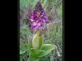 Orquideas de León, Genero Orchis